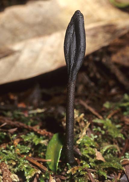 Geoglossum fallax